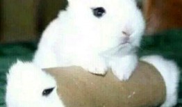 最近热门事件合集吃瓜兔 热门大瓜在线,热门大瓜在线狂欢，最新事件合集大盘点